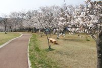 天神公園のソメイヨシノ0320