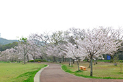 20210329天神公園桜