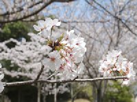 中央公園のソメイヨシノ0329