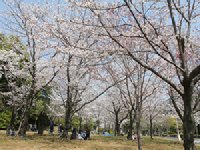 中央公園のソメイヨシノ0329