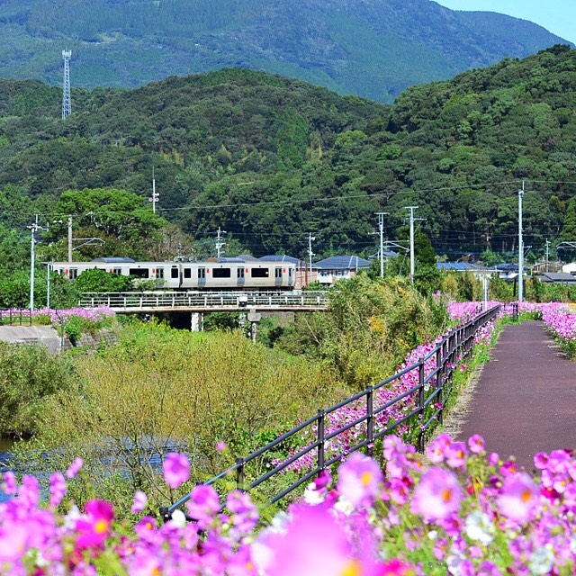 電車とコスモス風景（michiko_3987様）