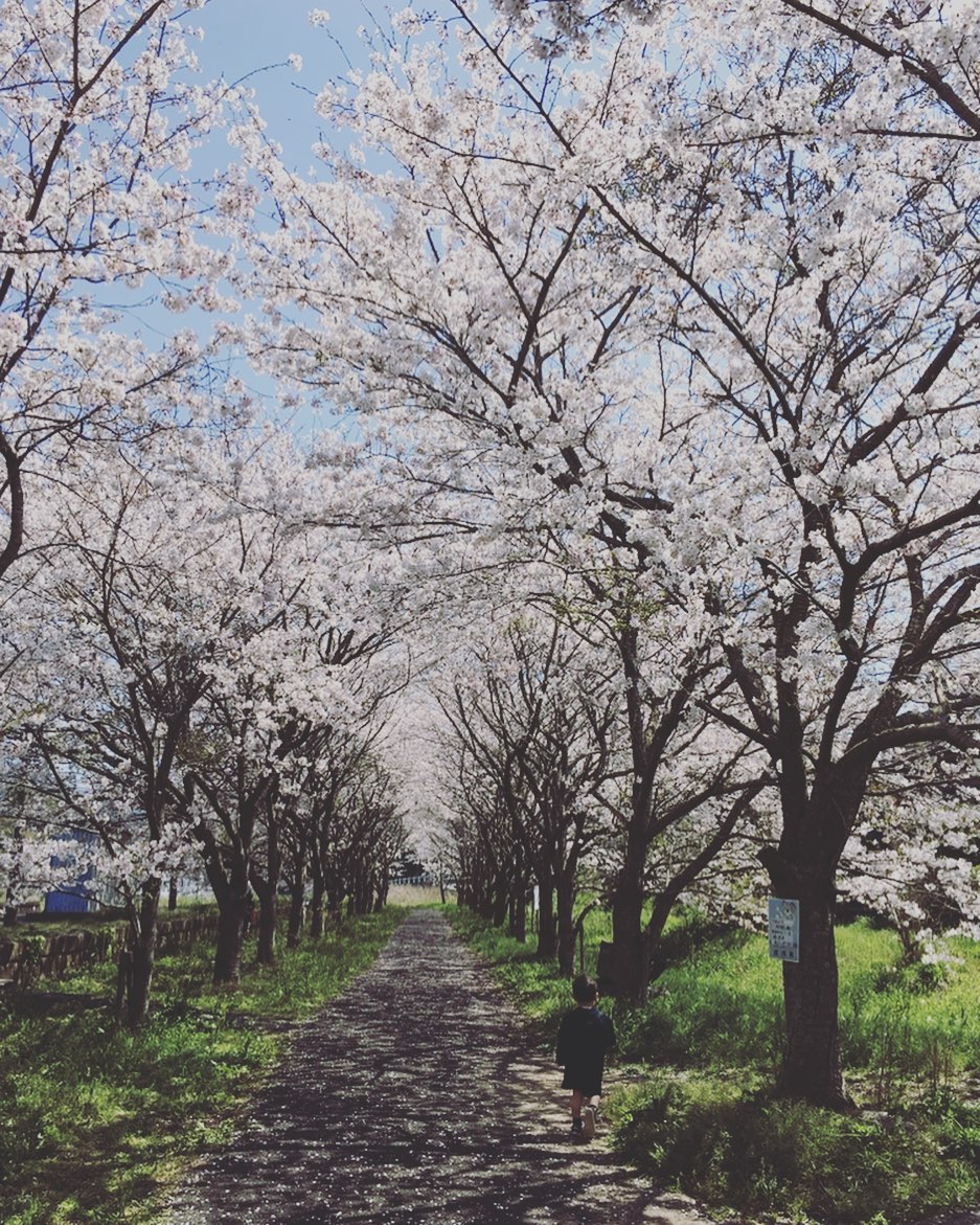 吉井駅の横にある桜並木（atare9.6様）