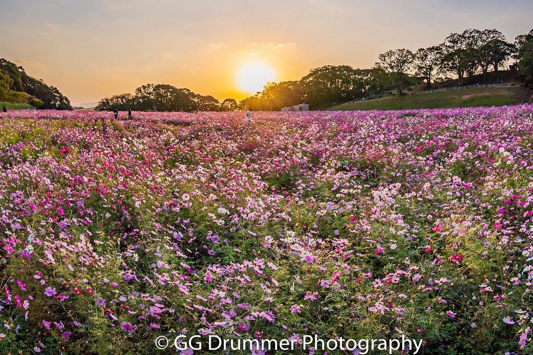 展海峰のコスモス（ggdrummer1027様）