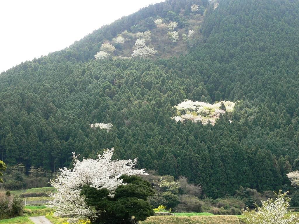赤木場の山桜の写真