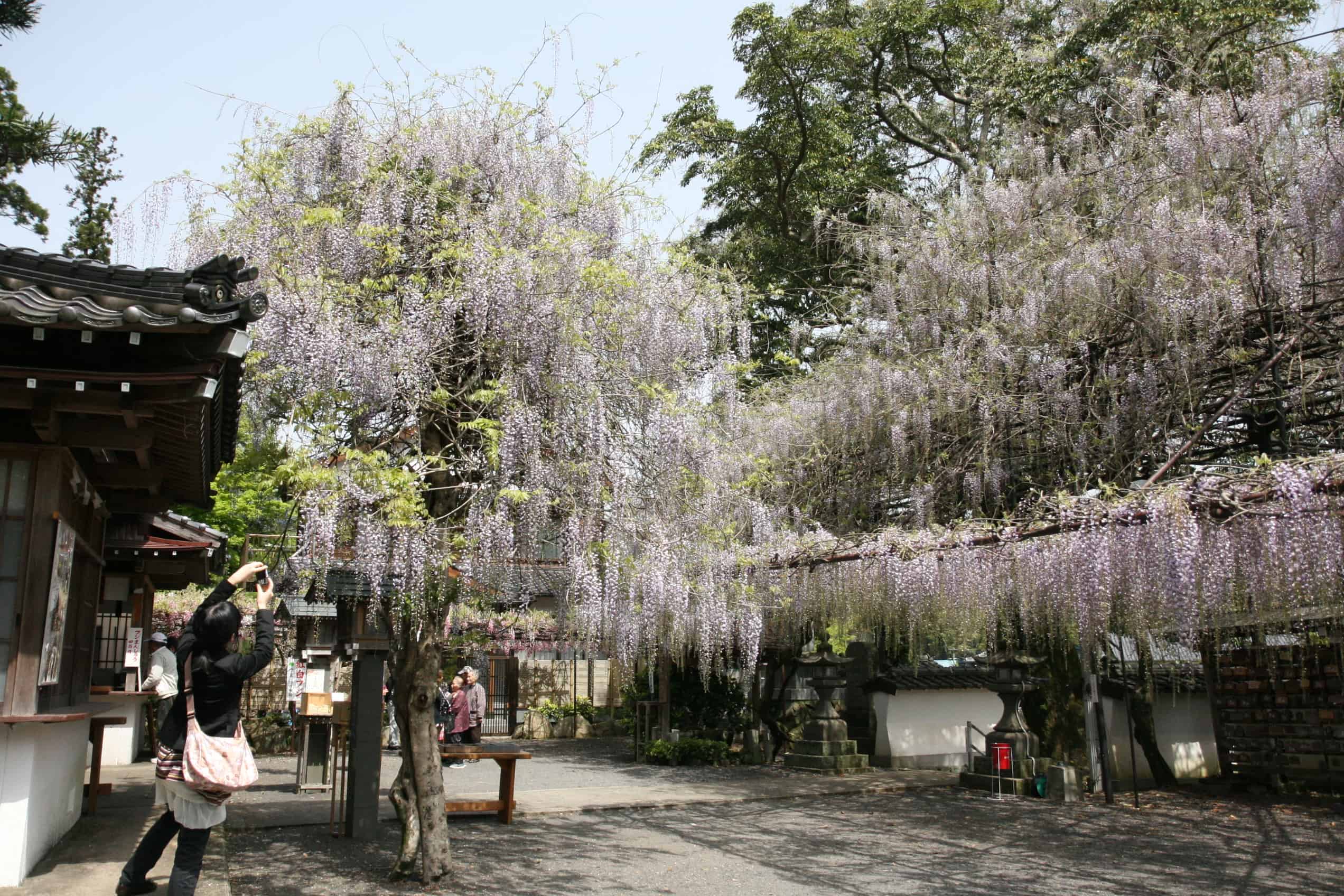 藤山神社の大フジの写真