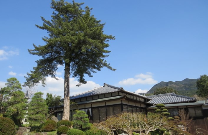 東漸寺イヌマキ