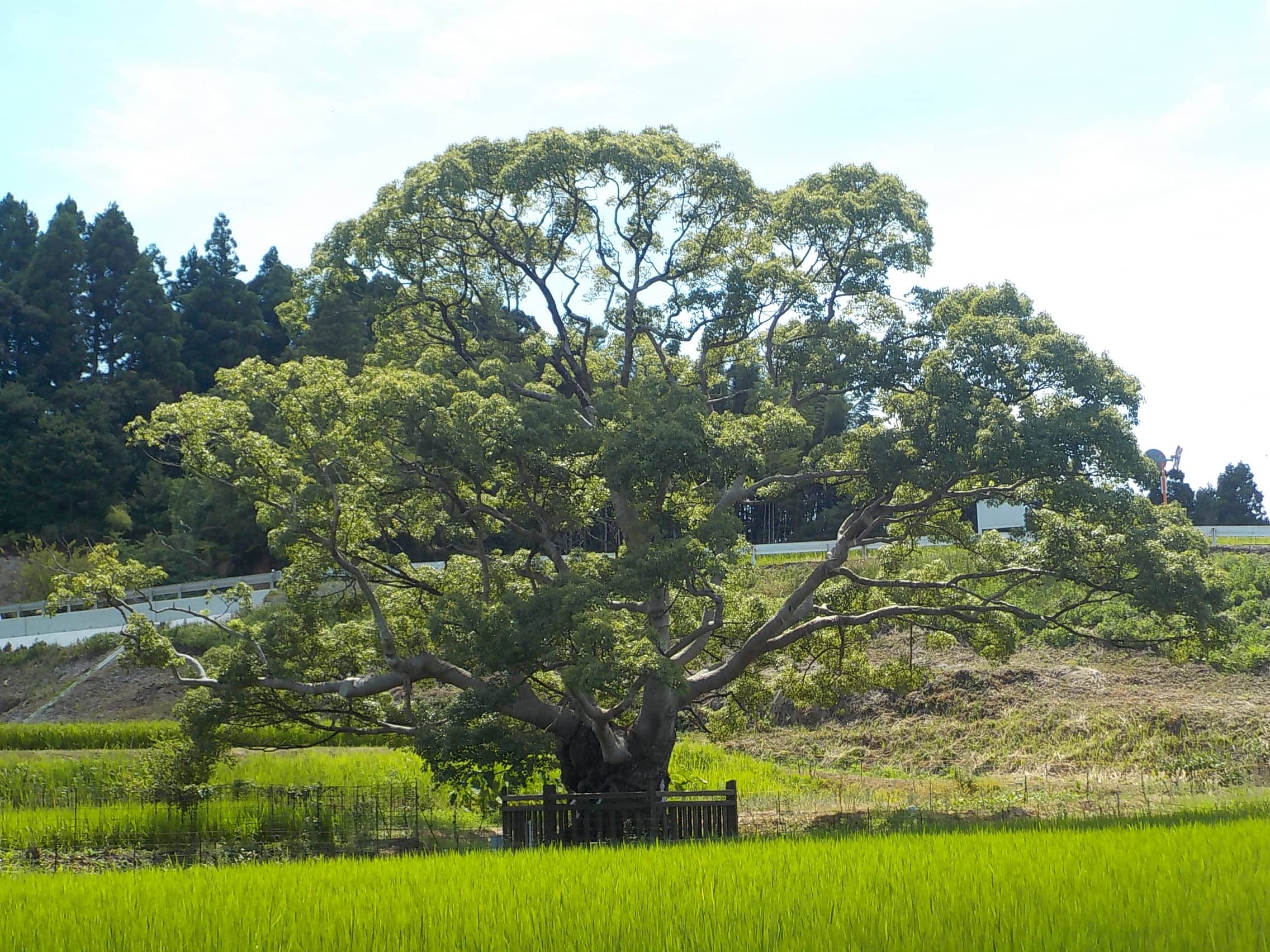 春日神社大クス