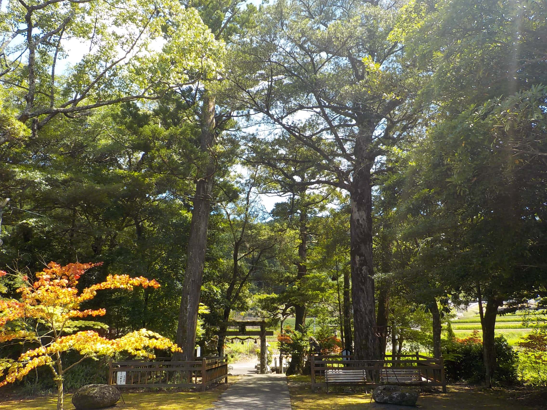 春日神社夫婦真木