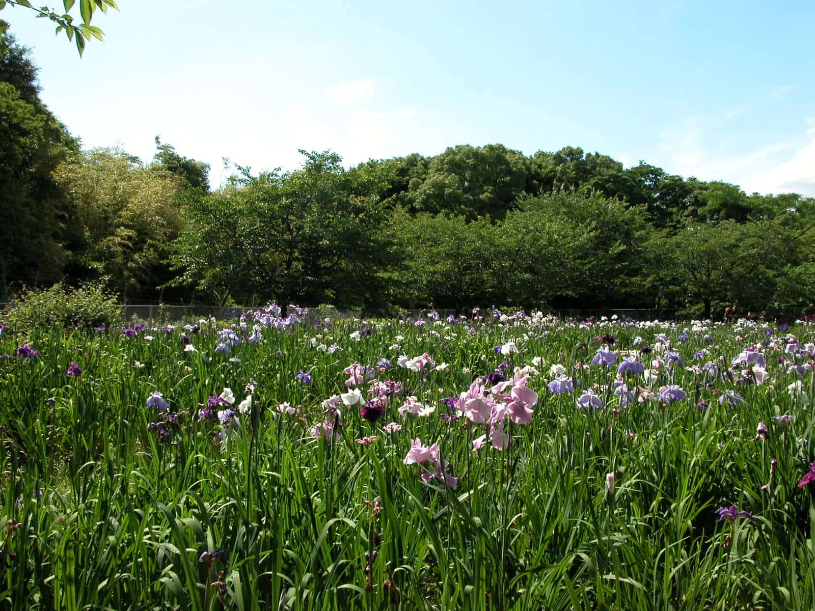 天神公園の菖蒲の写真