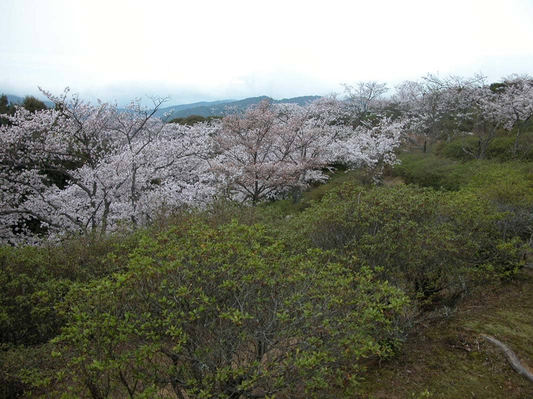 尾崎公園の写真