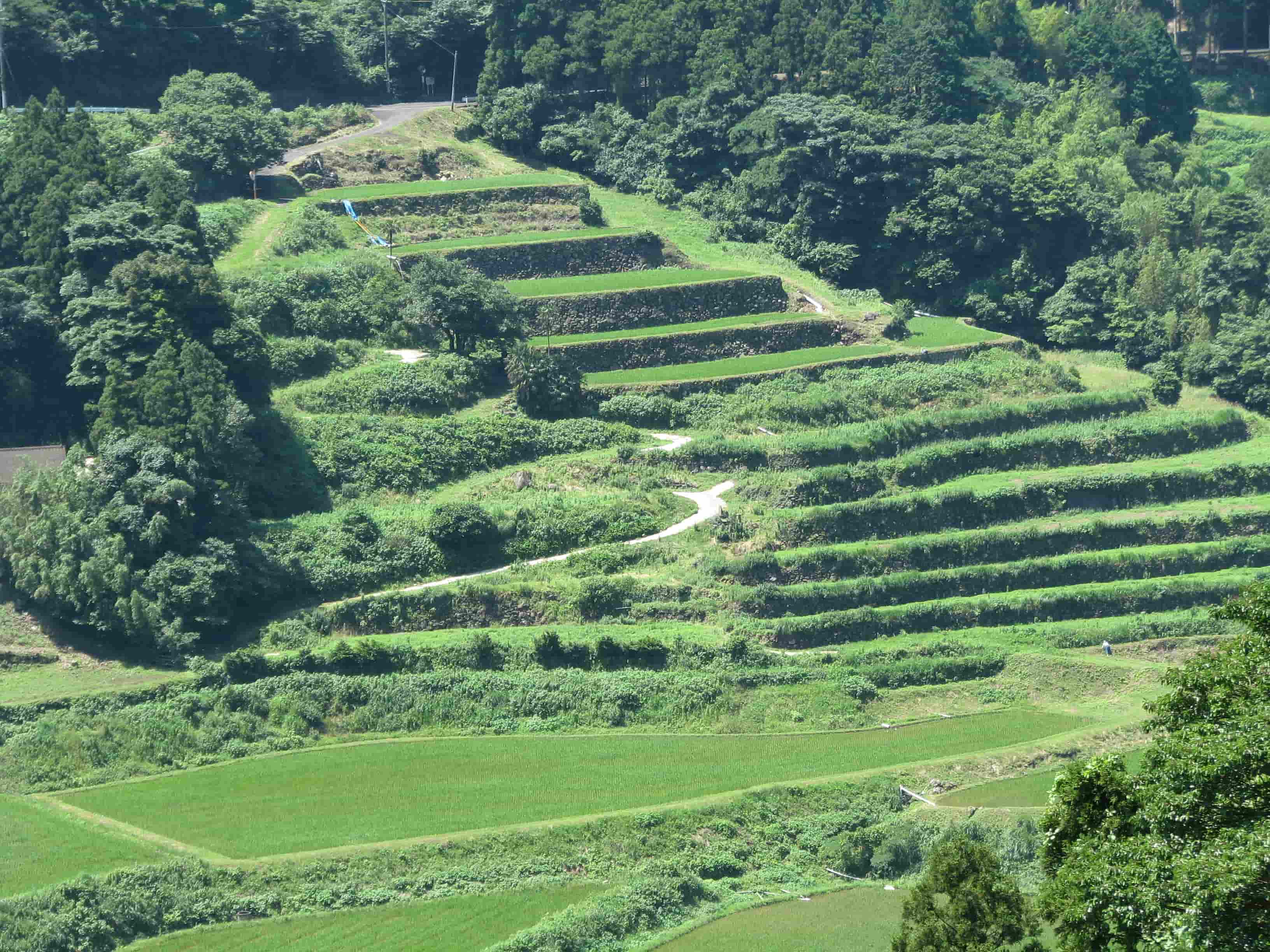 世知原の棚田の写真