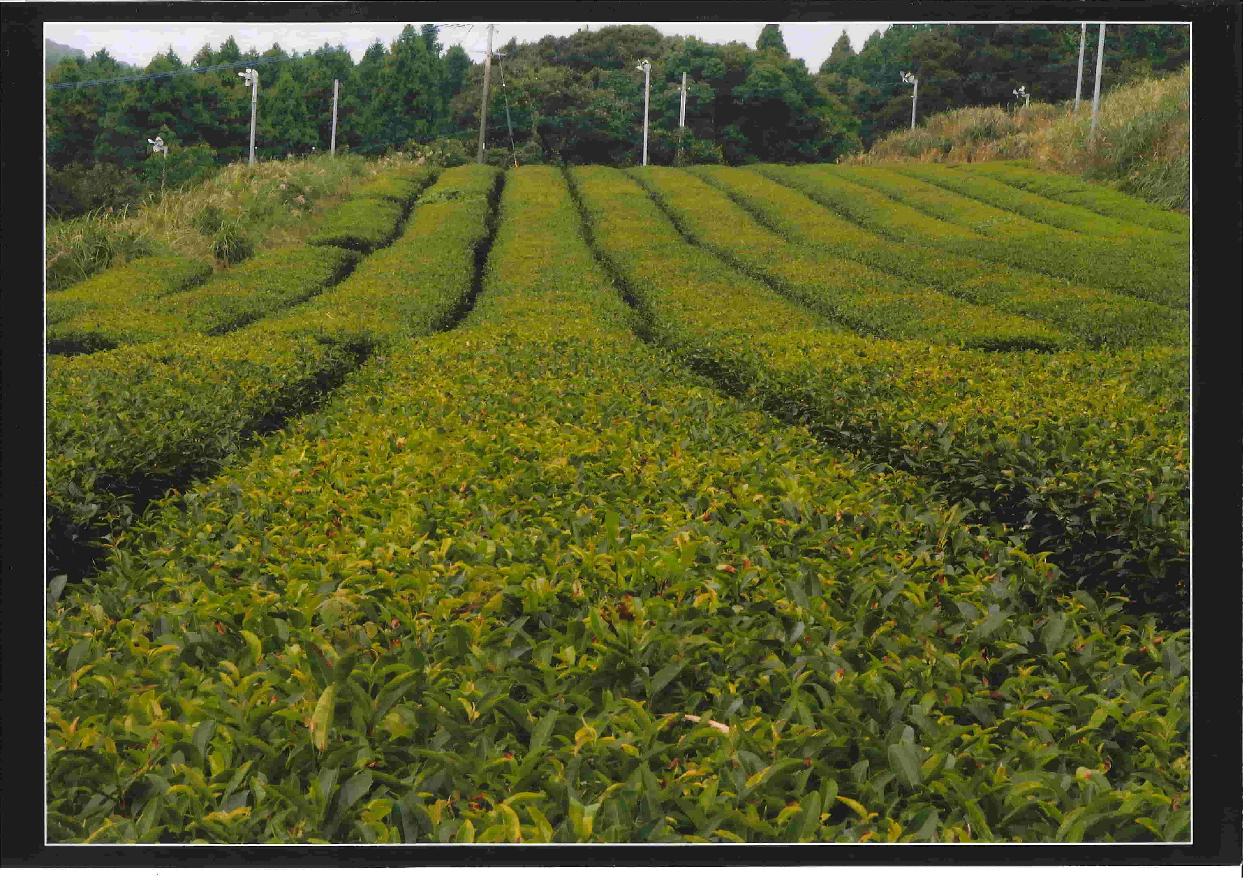 世知原の茶畑の写真
